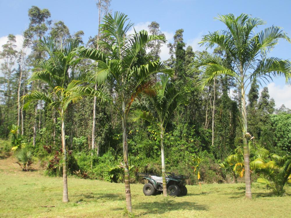 Hydriastele longispatha growth DISCUSSING PALM TREES WORLDWIDE PalmTalk