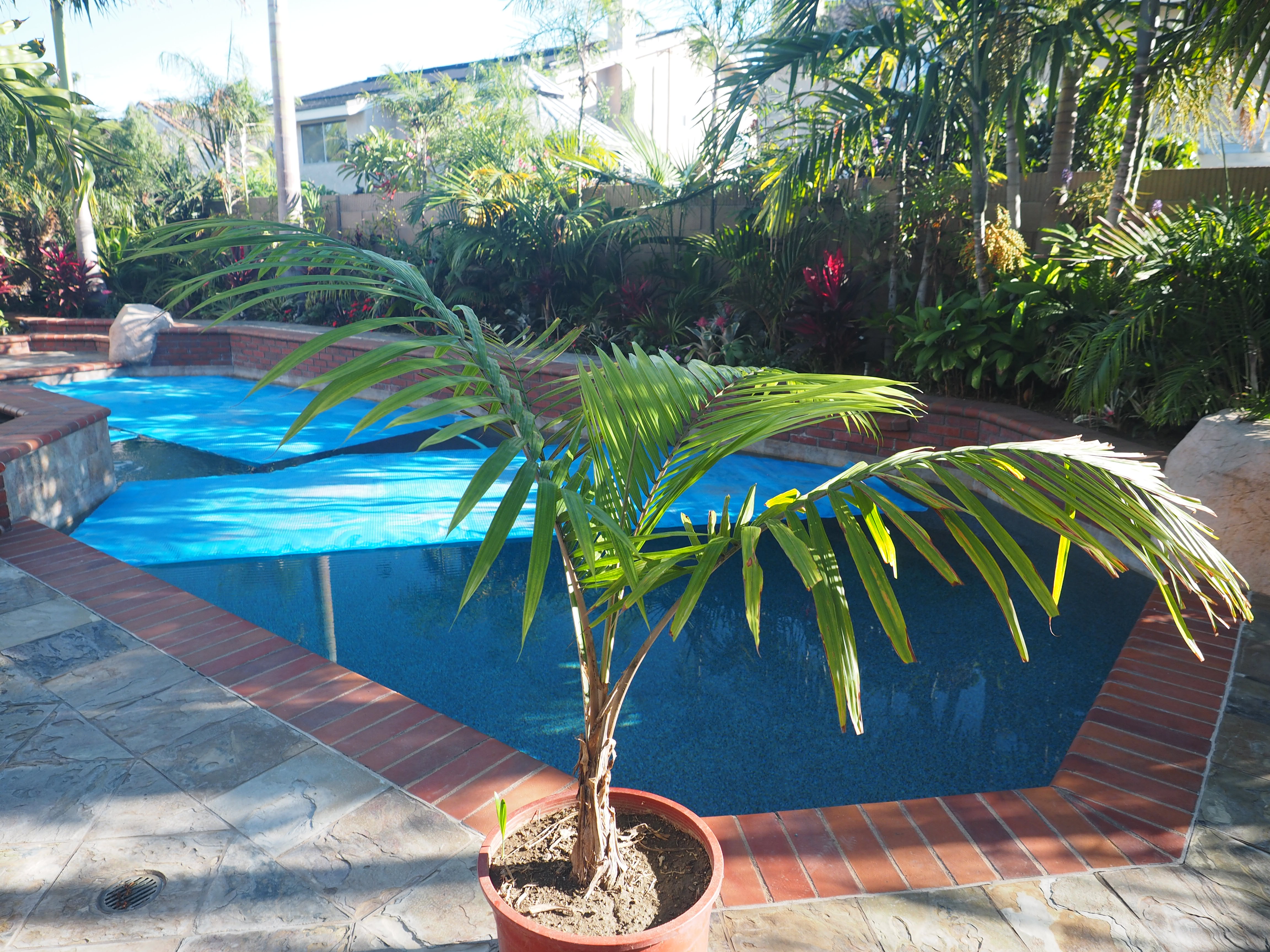 Free Raffle Palm at PSSC Meeting
