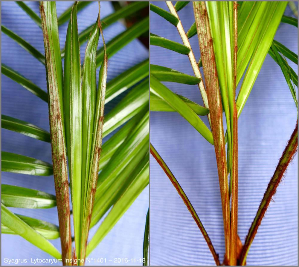 582f0adb5c23b_N14012016-11-18P103001519.