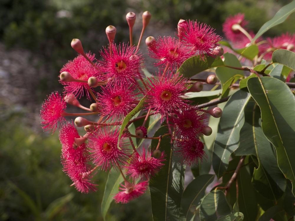 corymbia hybrid.jpg