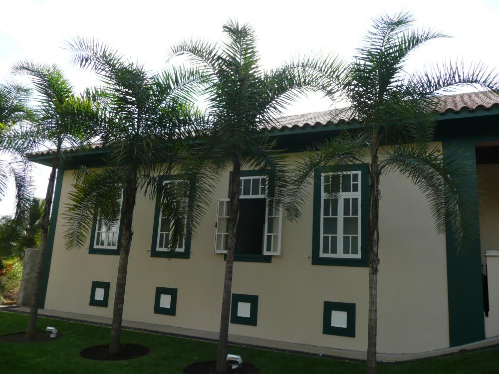 Syagrus oleracea -1.JPG