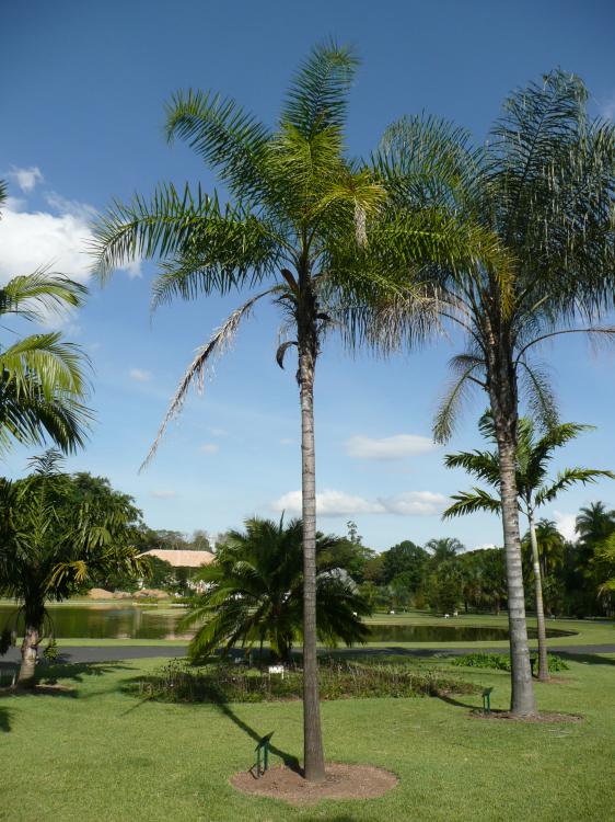 Syagrus oleracea.JPG