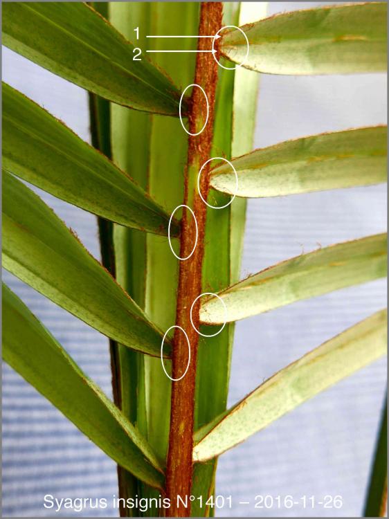 5839874233552_N14012016-11-26P1030043.th