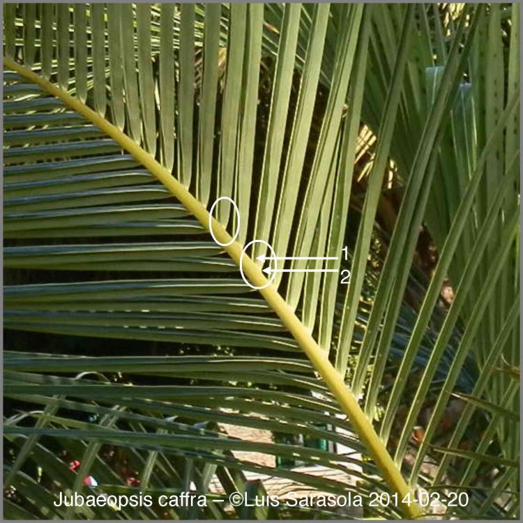 Jubaeopsis 2014-02-20.jpg