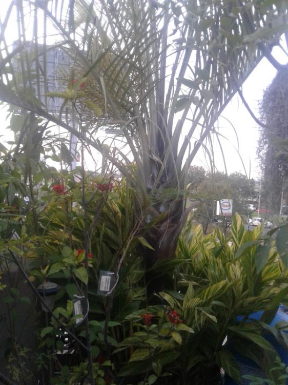 DypsisDecaryi-5.thumb.jpg.b097f15188c842