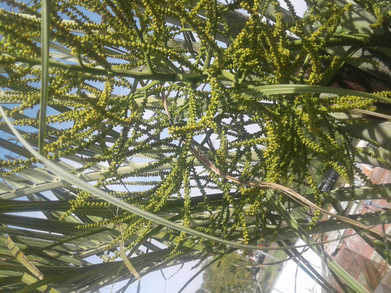 Dypsis Decaryi seed brack stalled