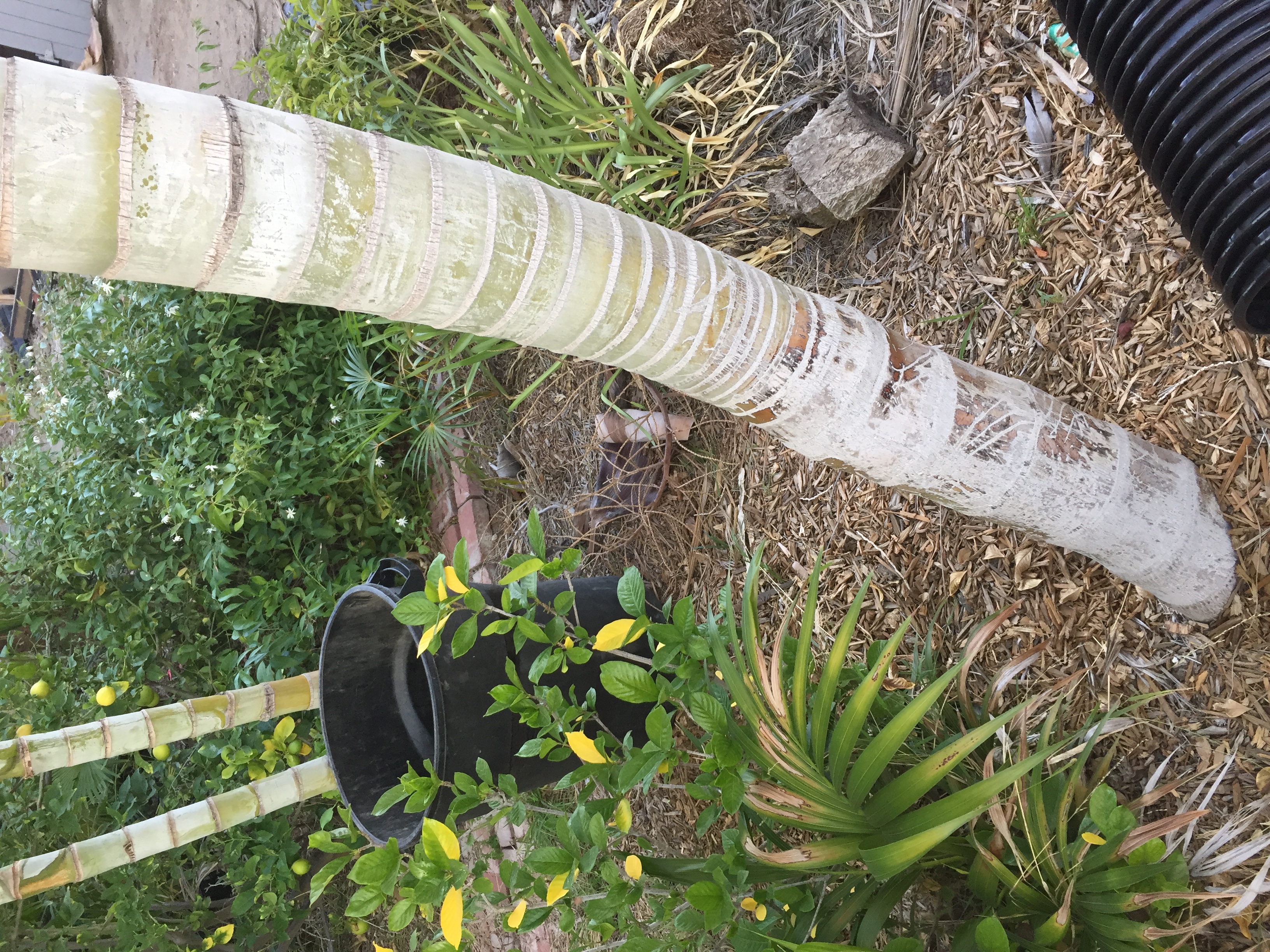 Thanks - 10 years for a gifted Dypsis leptocheilos