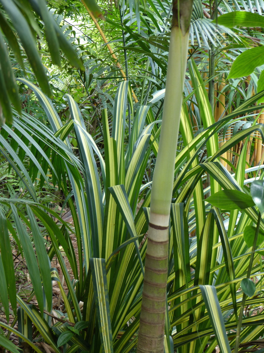 Adonidia in the Evening Garden