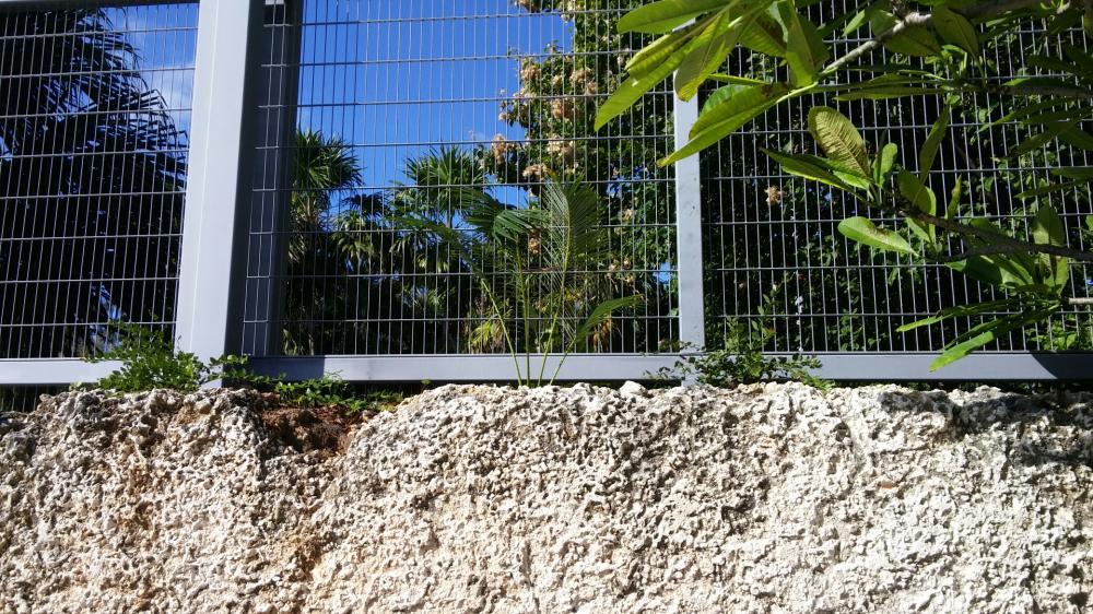 cycas3.jpg