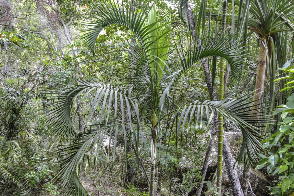 dypsis-onilahensis-stiff-leaf-isalo.jpg