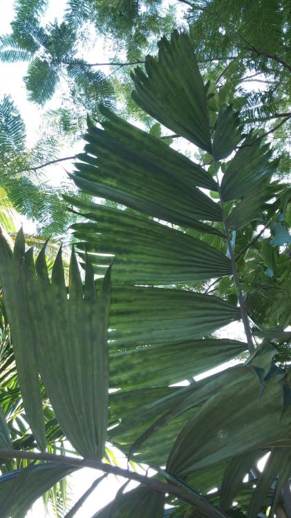 maculata.jpg