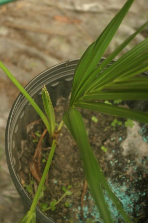 post-562-1231629387.thumb.jpg.6a57f3db33