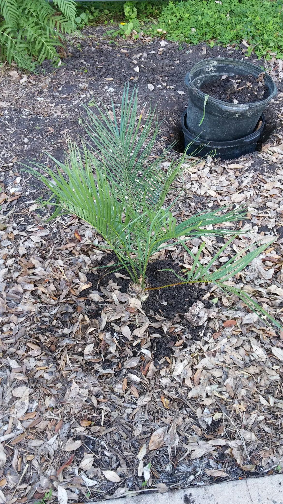 Accession of Zamia spartea at Miami Beach Botanical Garden