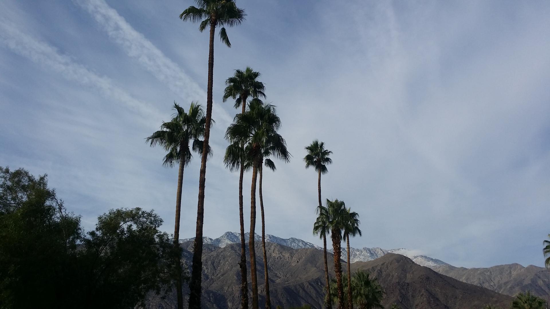 Palm That are More Attractive When Short to Medium in Size