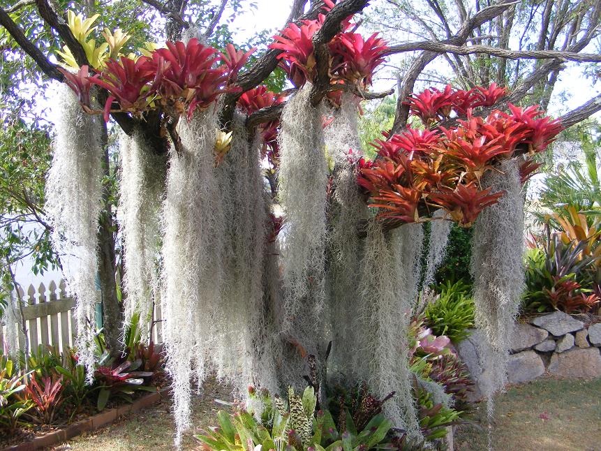 Bromeliad Tree - TROPICAL LOOKING PLANTS - Other Than Palms - PalmTalk