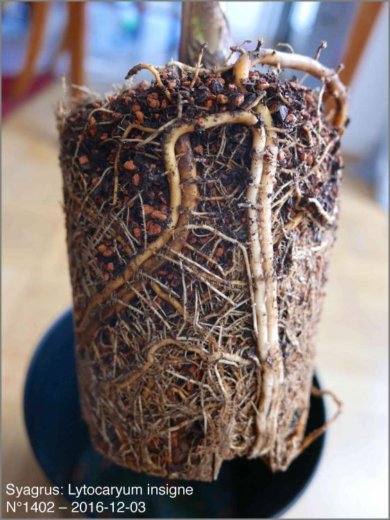 5842e0f987a6f_N14022016-12-03P1030059.th