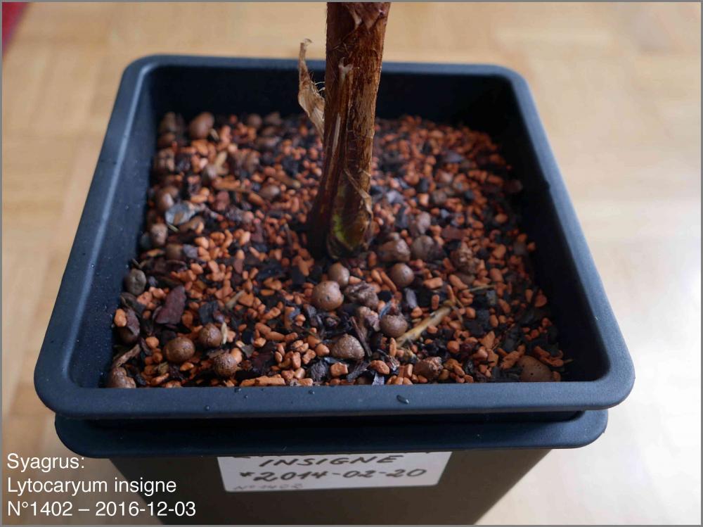 5842e12362952_N14022016-12-03P1030060.th