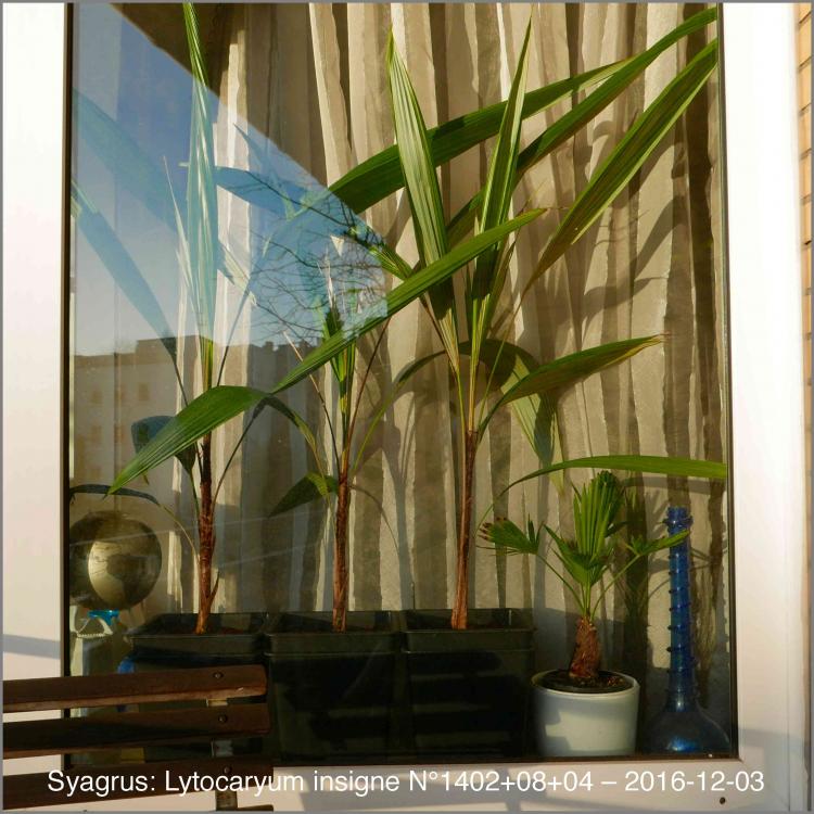 5842e149a2920_N1402-082016-12-03P1030067