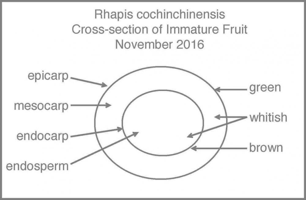 584e88d0a8001_RhapisFruitCross-section.t