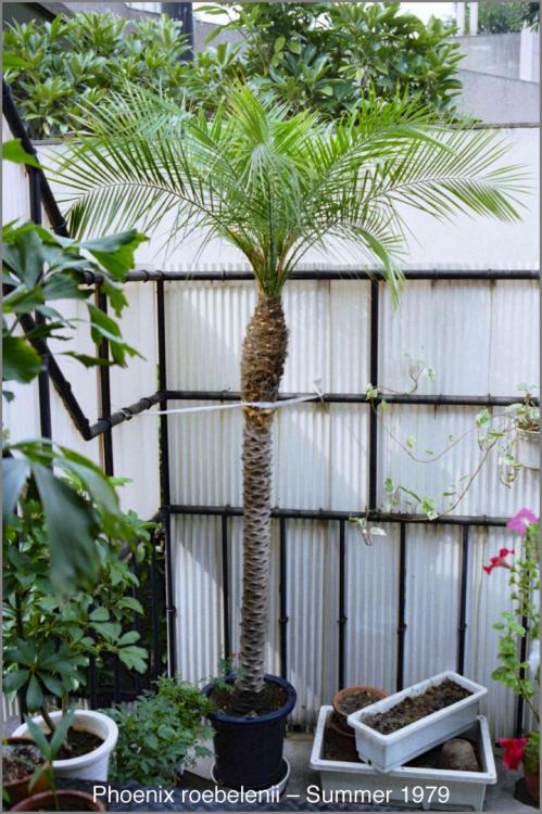 58502aa852945_Phoenixroebelenii1979-06.t