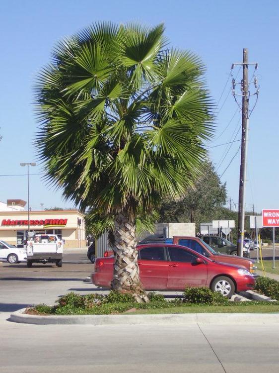 washingtonia robusta.jpg