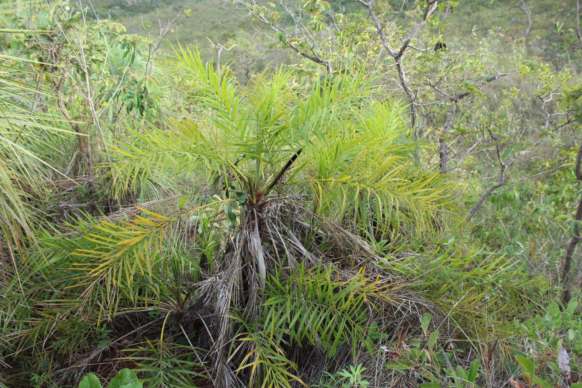 Syagrus flexuosa
