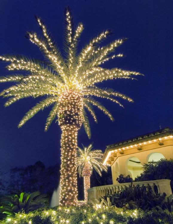 Xmas palms 2.jpg