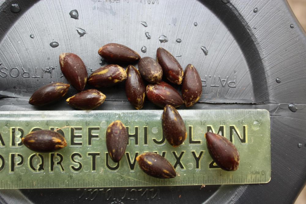 58611e11773cf_Seedsmendanha-butiaroxo016