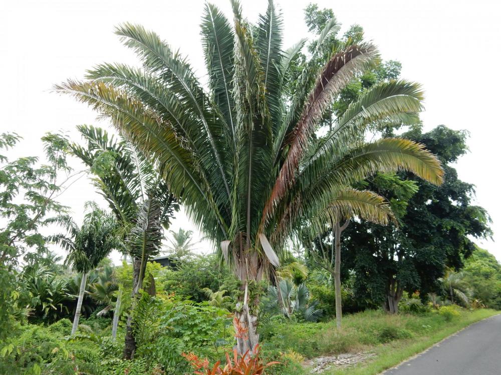 Attalea sp (1).JPG