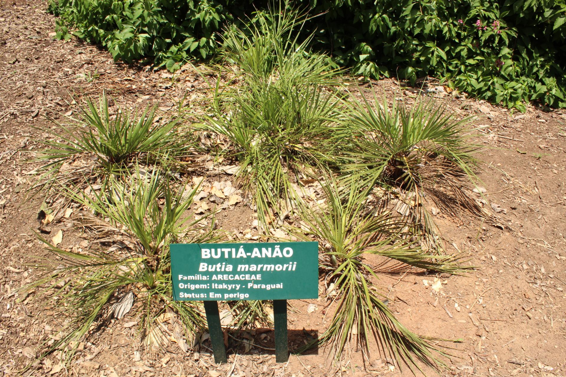 Butias dwarves