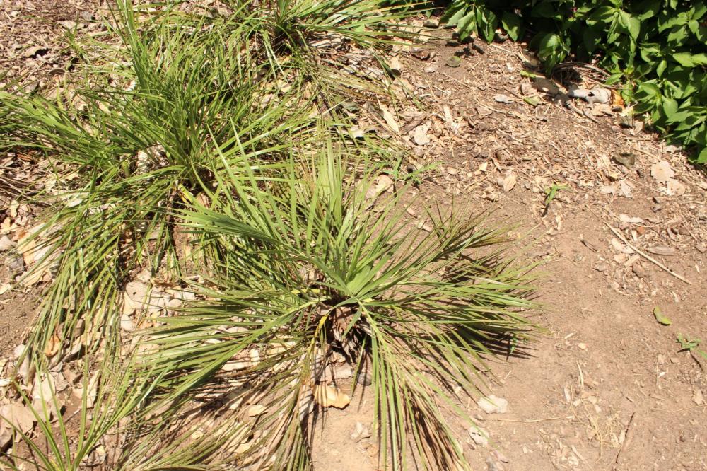 586574bdcabc5_Plantarum164.thumb.JPG.83b