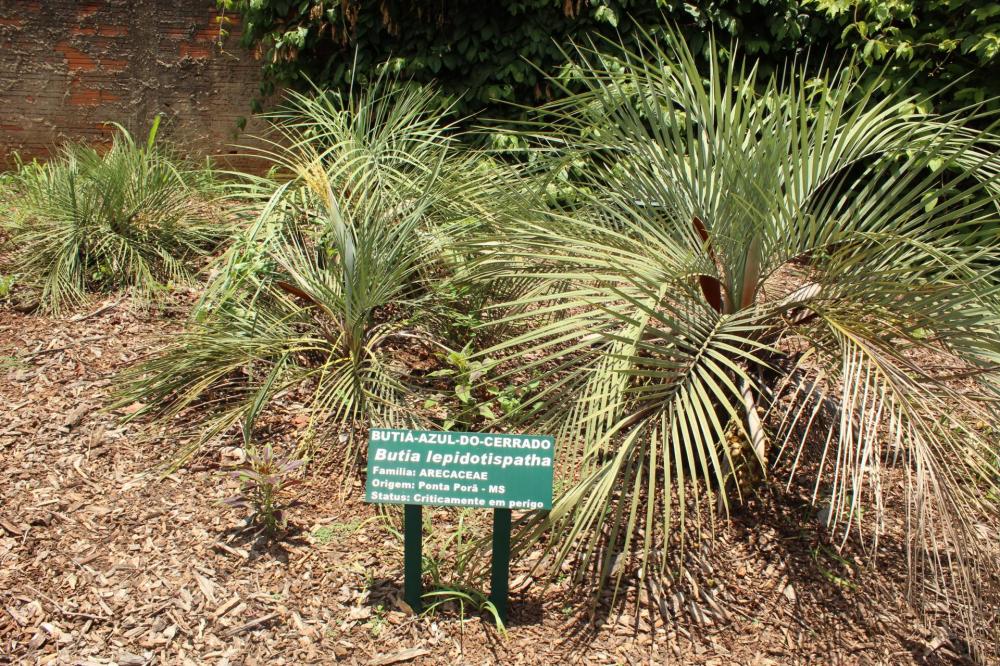 5865766c43041_Plantarum148.thumb.JPG.005