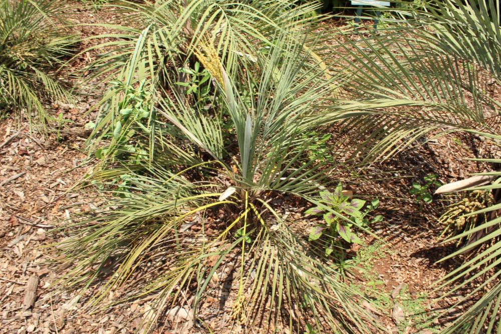 586576d6b3314_Plantarum149.thumb.JPG.e4c