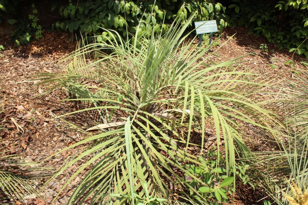 586577a57fc15_Plantarum151.thumb.JPG.840