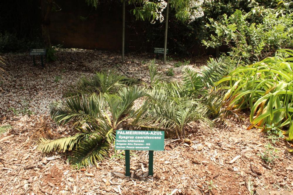 586580e0aaca6_Plantarum079.thumb.JPG.2bc