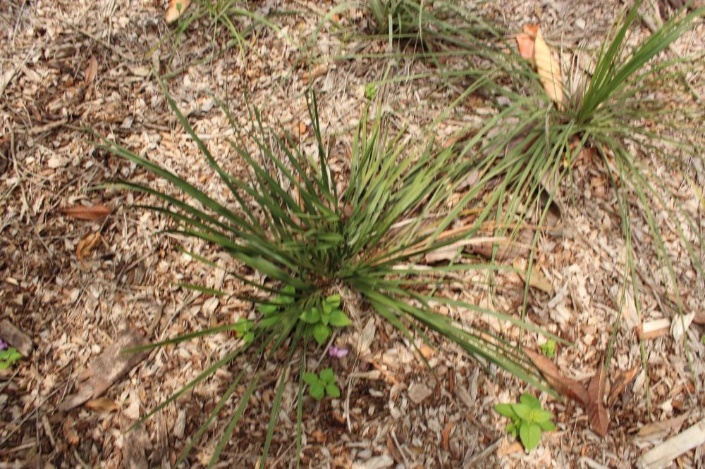 58658b1170e52_Plantarum093.thumb.JPG.716