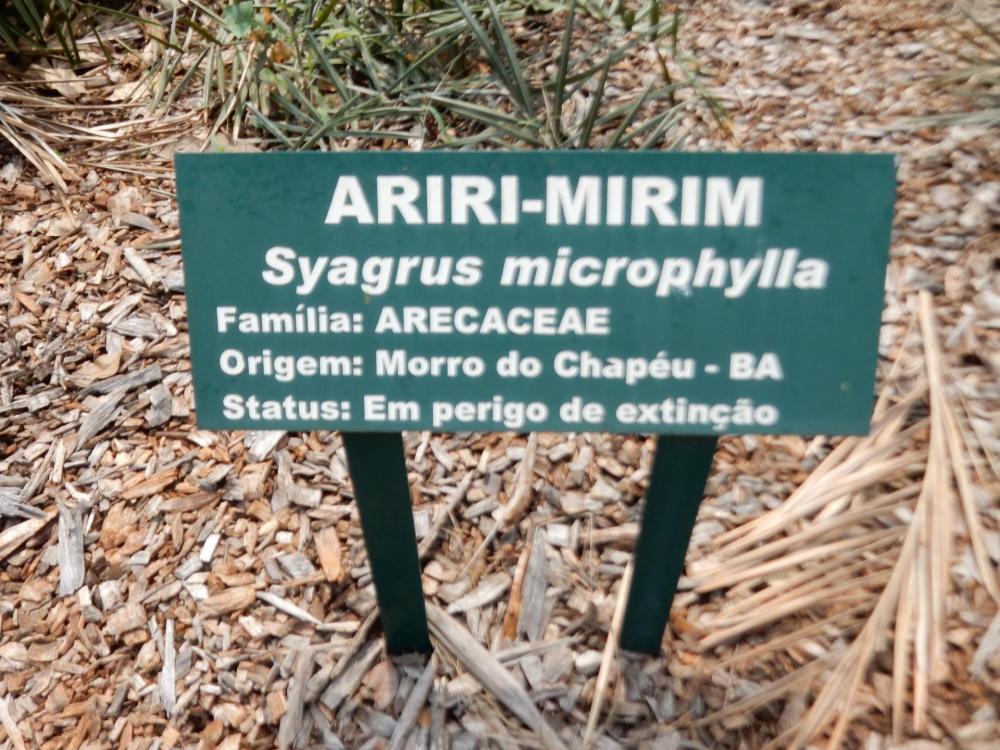 Syagrus microphylla sign.JPG