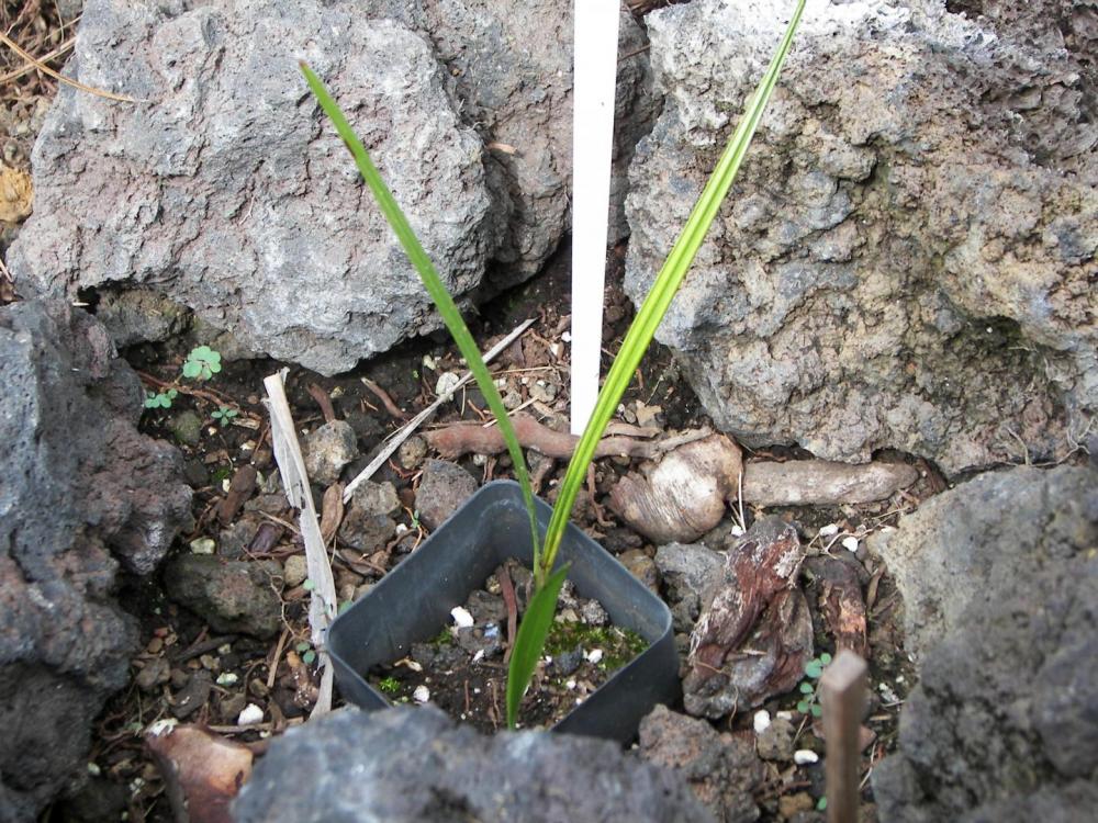 Syagrus microphylla, newly planted, 10-'16.JPG