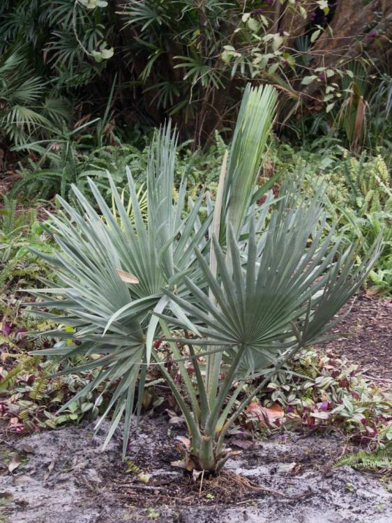 Copernicia_baileyana_at_Heathcote_(1_of_1).jpg