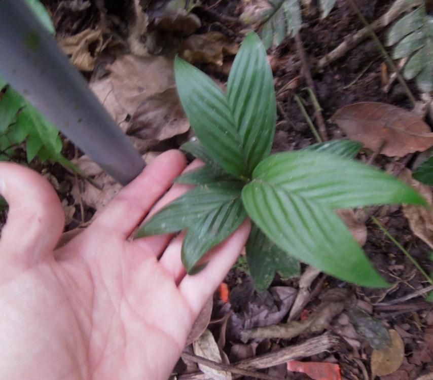 DSCN4869.thumb.jpg.6ab6fe41594a411892b86
