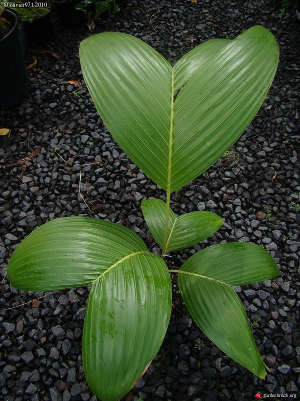 Olivier's Roscheria