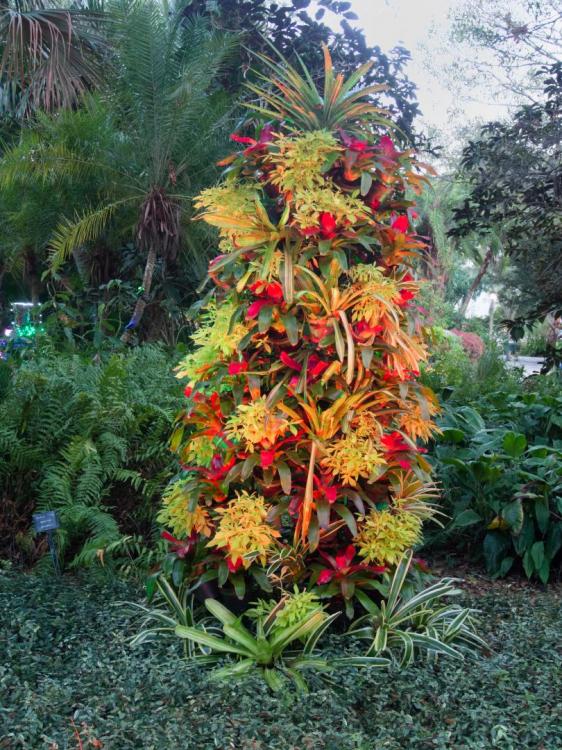 Heathcote_Garden_of_Lights_bromeliad_tree_Dec_22_(1_of_1).jpg