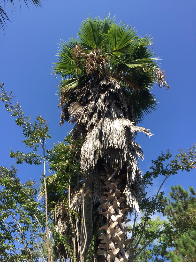 I Liked This Washingtonia