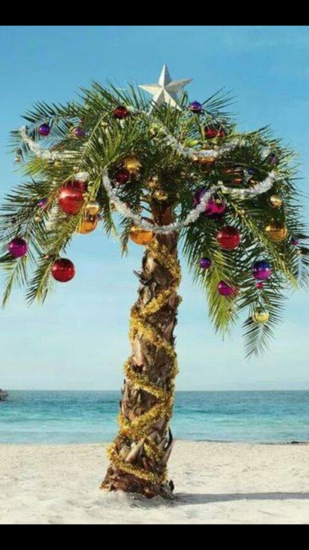 Photo Request Decorated Palms DISCUSSING PALM TREES WORLDWIDE PalmTalk