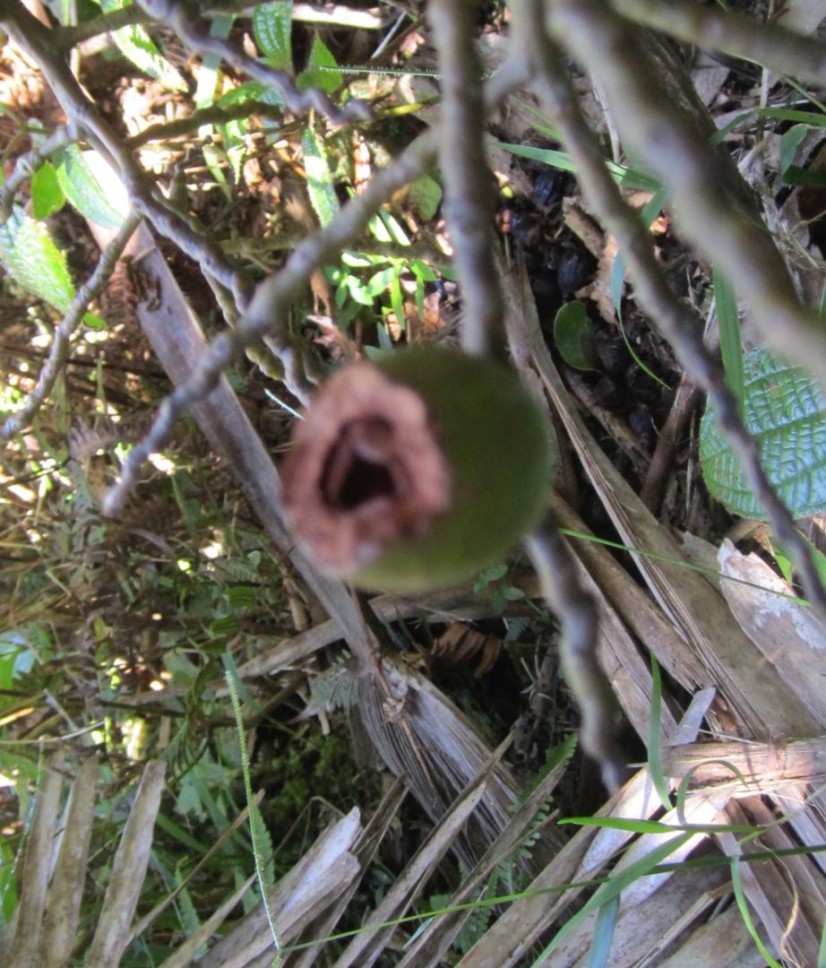 Rats Dang! DISCUSSING PALM TREES WORLDWIDE PalmTalk