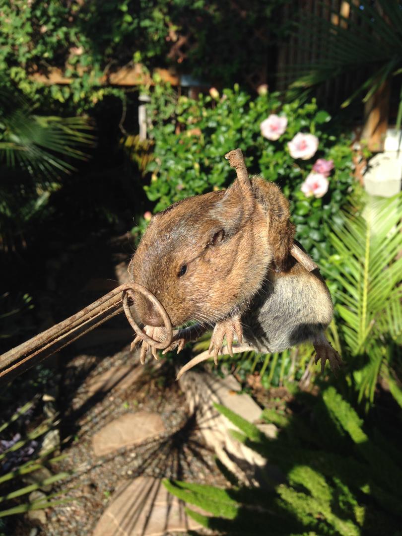 Kentiopsis - death by gopher - DISCUSSING PALM TREES WORLDWIDE - PalmTalk