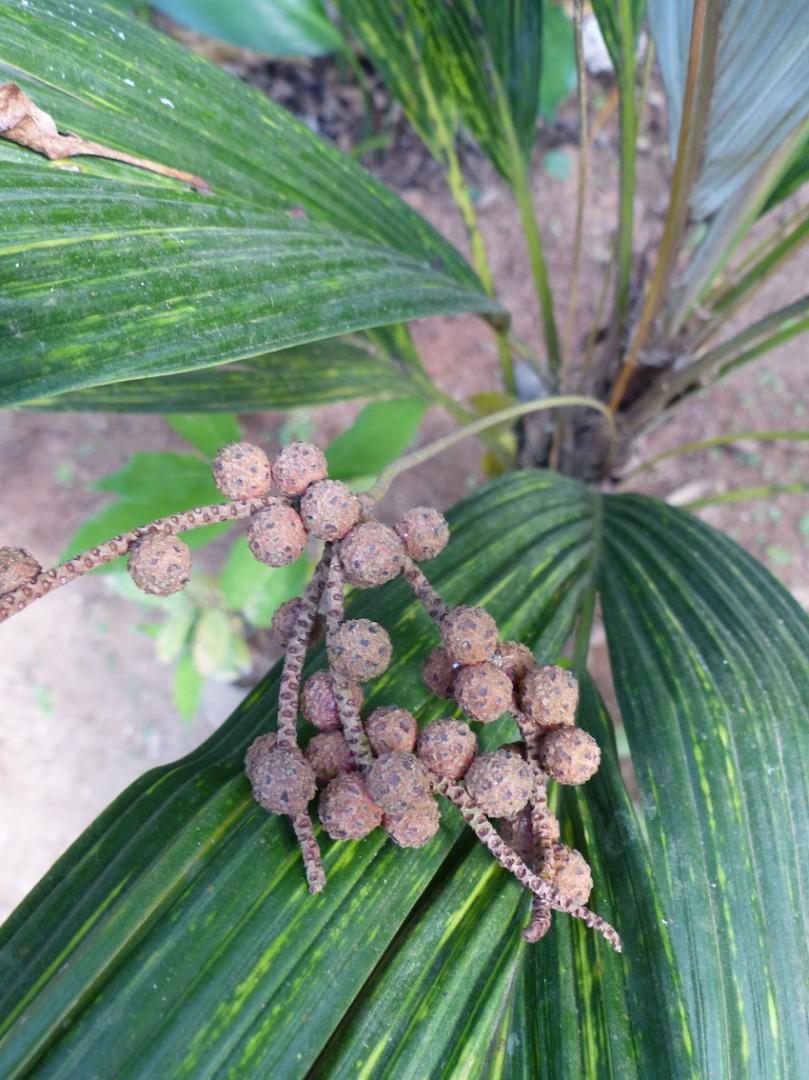 Sommieria fruiting