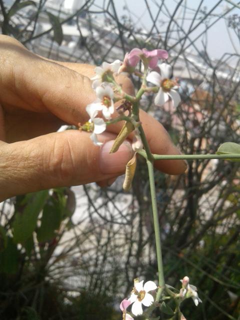 Plant2.jpg.a337be500888a4ec6c582da25cc9e
