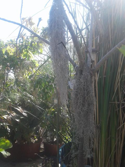 SpanishMoss.jpg.efd2c8de563e2c779105d31c