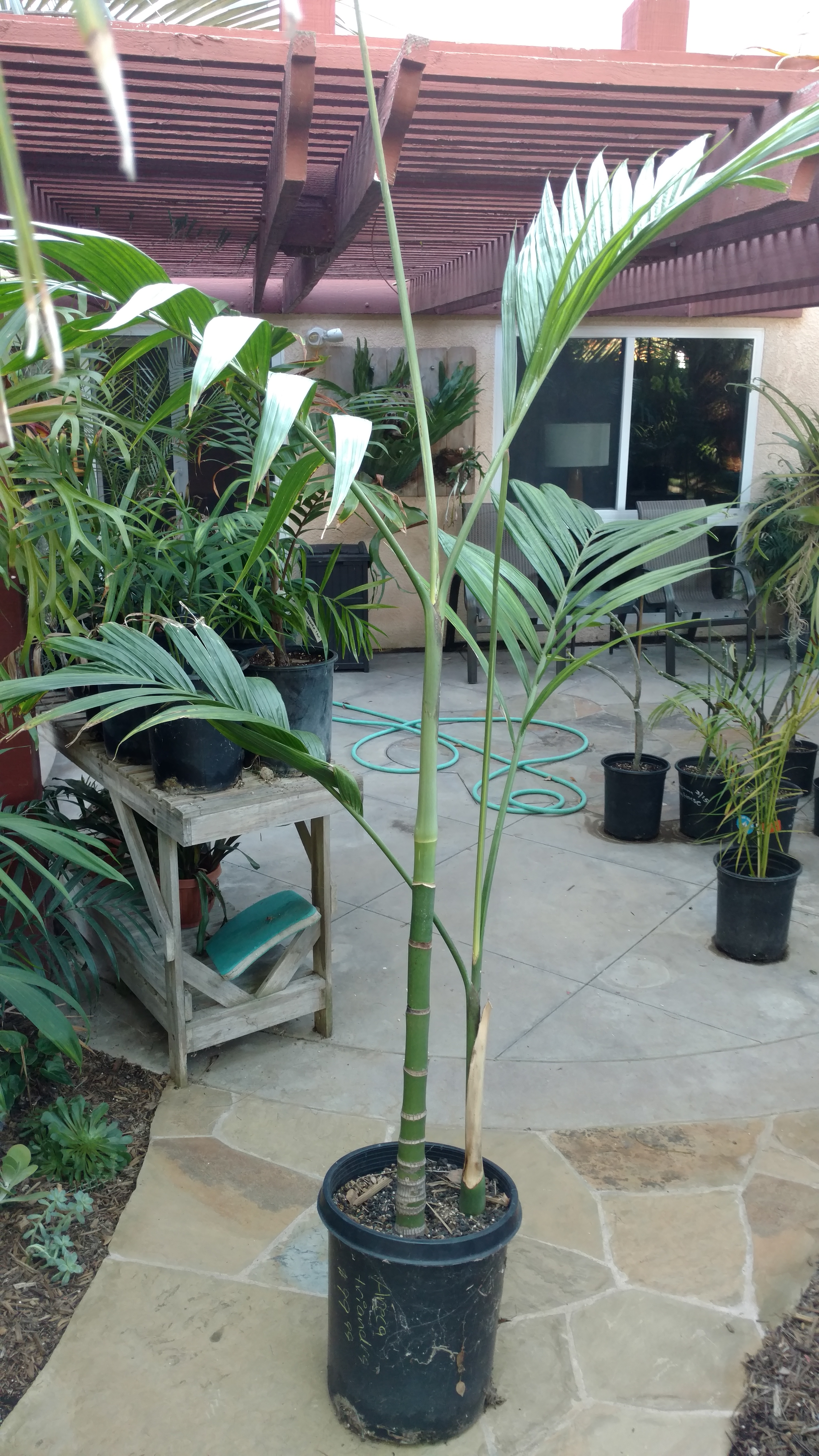 dracaena twisted Green Twist Dracaena